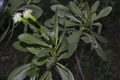 Kleinia grandiflora